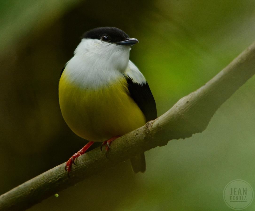Yatama Rainforest Ecolodge Sarapiquí エクステリア 写真