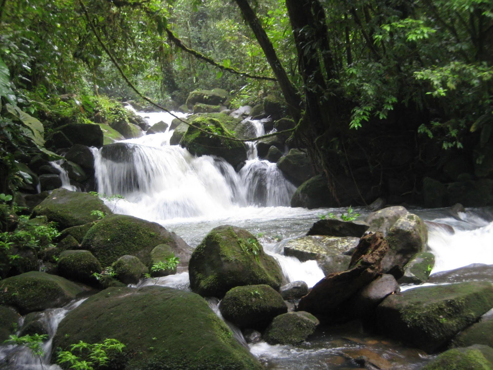 Yatama Rainforest Ecolodge Sarapiquí エクステリア 写真